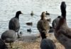 PARQUE TANGAMANGA I FORTALECE SU PAPEL COMO REFUGIO DE AVES MIGRATORIAS