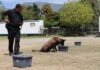 Binomios K-9 de la Guardia Estatal fortalecen la seguridad y la cercanía con la ciudadanía
