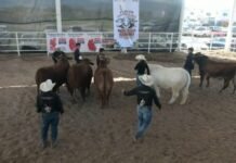 Con tradición y convivencia, celebran el Concurso del Novillo Gordo